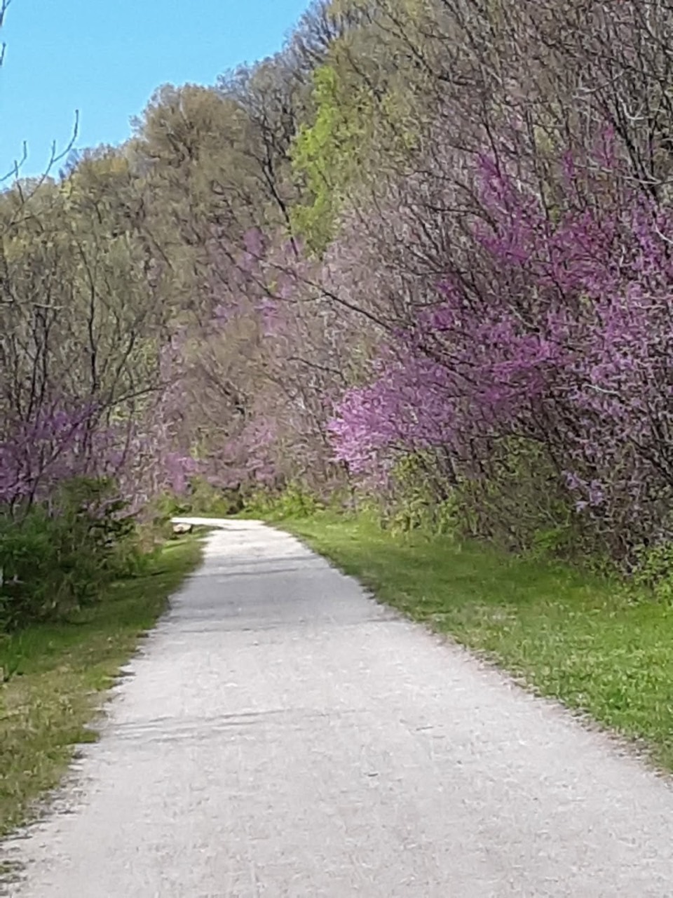 Redbuds in bloom along the Yough River Trail near Connellsville